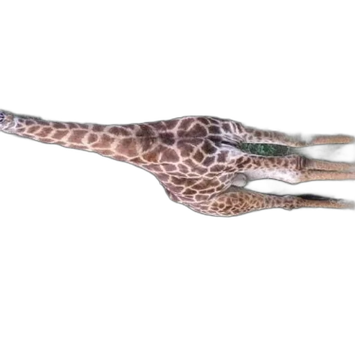 dragon, animal, creature, staff transparent PNG cut-out