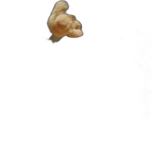 animal, face, creature, staff transparent PNG cut-out