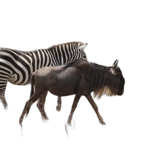 animal, creature, hair, hat transparent PNG cut-out