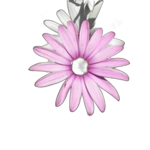jewelry, flower, crown, staff transparent PNG cut-out