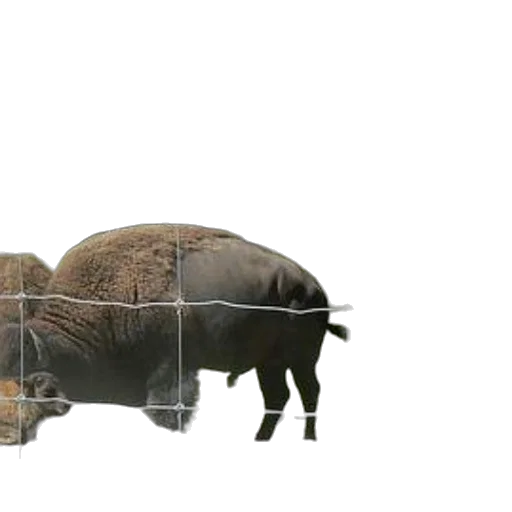 animal, creature, food, weapon transparent PNG cut-out