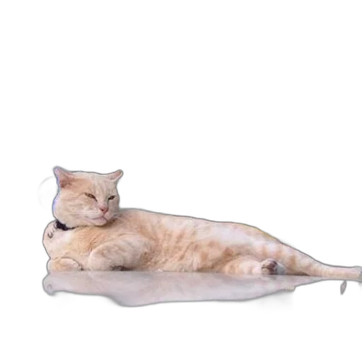 animal, staff, creature, furniture transparent PNG cut-out