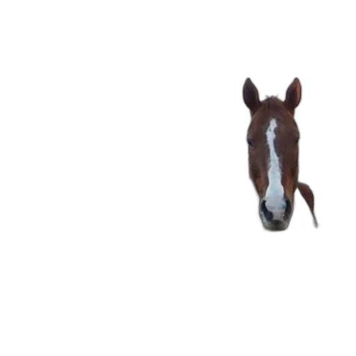 animal, creature, hat, face transparent PNG cut-out