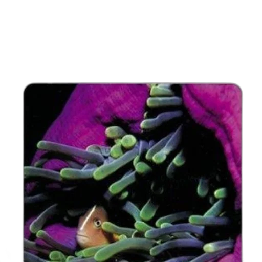 animal, flower, jewelry, creature transparent PNG cut-out