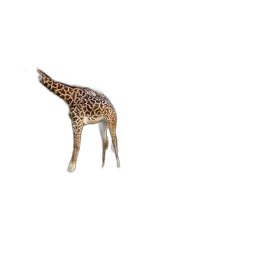 animal, creature, furniture, hat transparent PNG cut-out