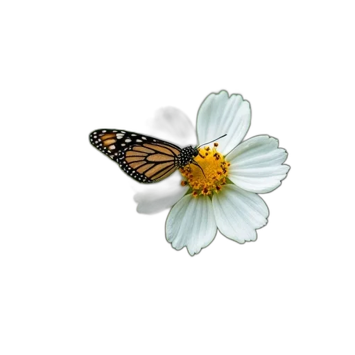flower, jewelry, animal, crown transparent PNG cut-out