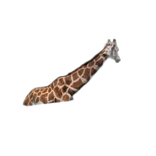 animal, shoes, creature, hat transparent PNG cut-out