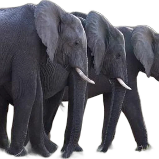 animal, 3d render, photorealistic, concept art transparent PNG cut-out
