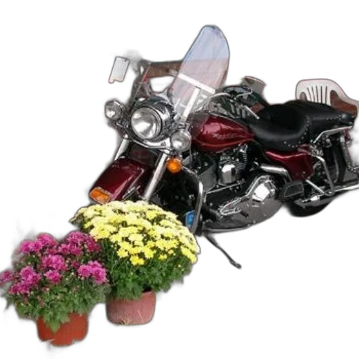 flower, crown, weapon, photorealistic transparent PNG cut-out