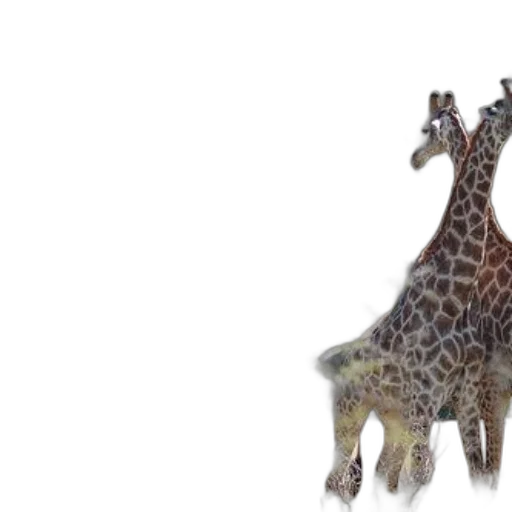 animal, creature, staff, hat transparent PNG cut-out