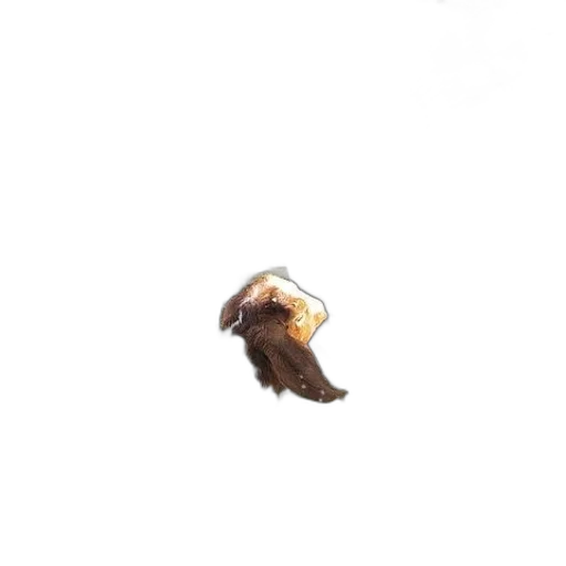 hat, hair, animal, creature transparent PNG cut-out