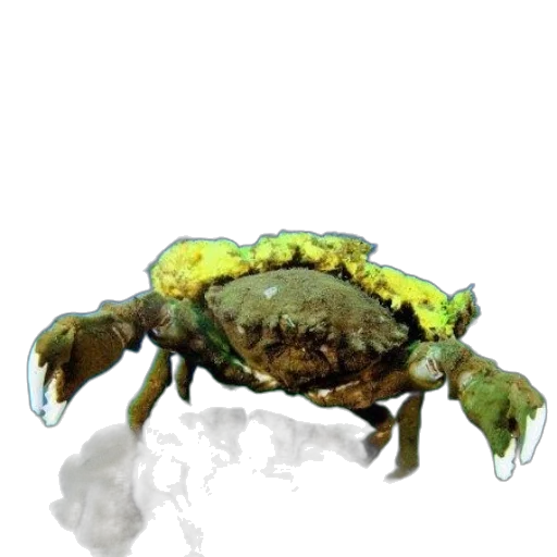 creature, animal, crown, food transparent PNG cut-out