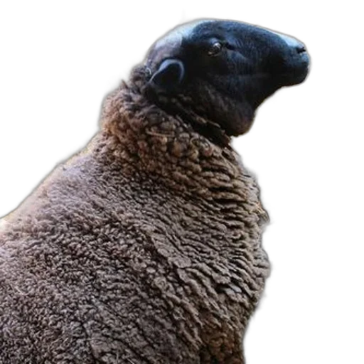 animal, creature, face, staff transparent PNG cut-out