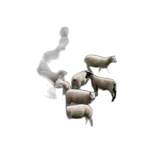 animal, creature, food, weapon transparent PNG cut-out