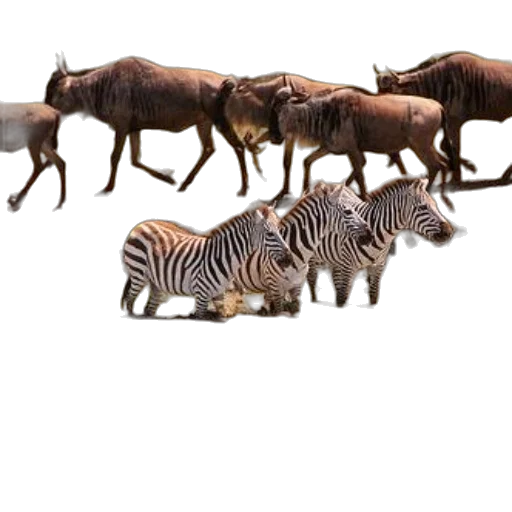 animal, weapon, creature, staff transparent PNG cut-out