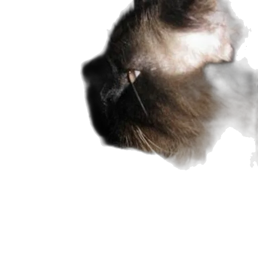 animal, creature, hair, face transparent PNG cut-out