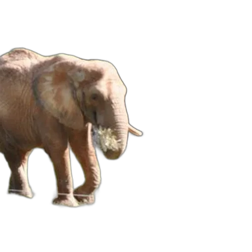 animal, creature, 3d render, concept art transparent PNG cut-out