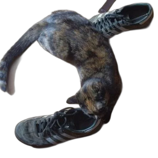 shoes, mask, animal, creature transparent PNG cut-out