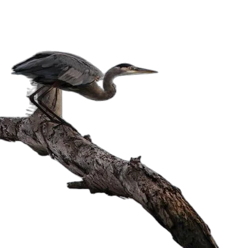 animal, staff, tree, creature transparent PNG cut-out