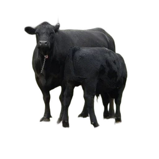 animal, creature, food, jewelry transparent PNG cut-out