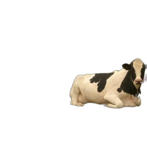animal, food, jewelry, shoes transparent PNG cut-out
