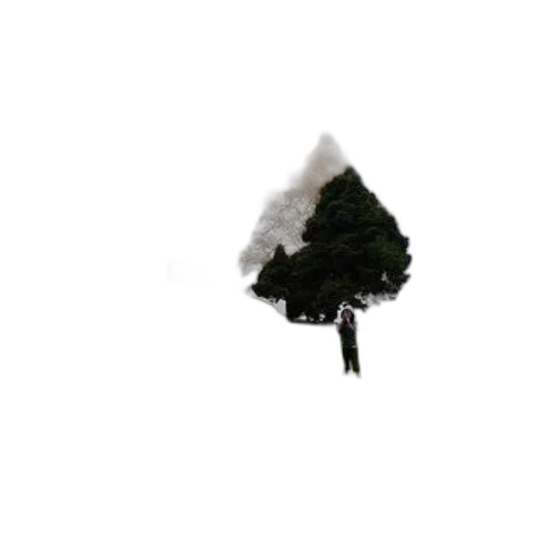tree, umbrella, hair, hat transparent PNG cut-out