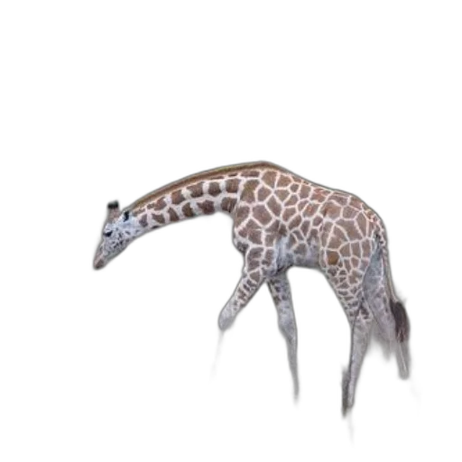 animal, creature, dragon, staff transparent PNG cut-out