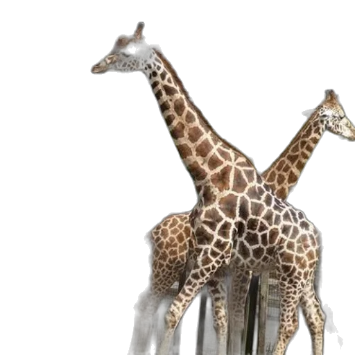 animal, creature, 3d render, concept art transparent PNG cut-out