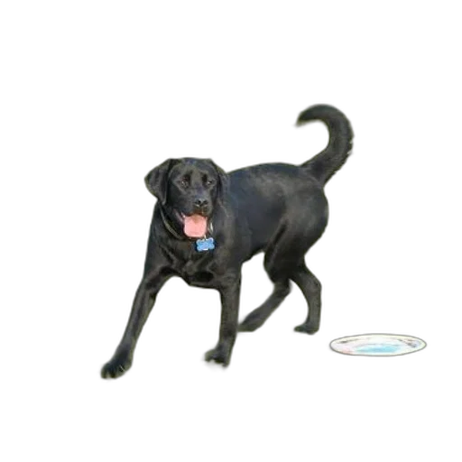 animal, staff, creature, 3d render transparent PNG cut-out