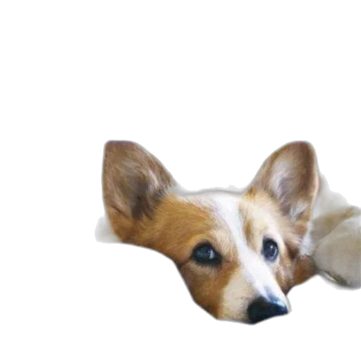 animal, creature, face, staff transparent PNG cut-out