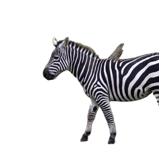 animal, creature, shoes, furniture transparent PNG cut-out