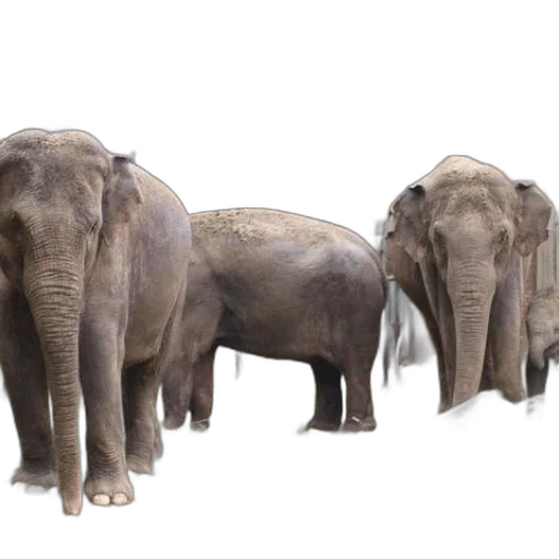 animal, 3d render, photorealistic, concept art transparent PNG cut-out