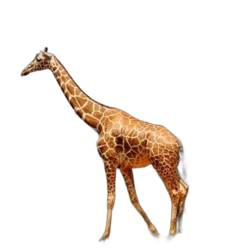 animal, creature, staff, food transparent PNG cut-out