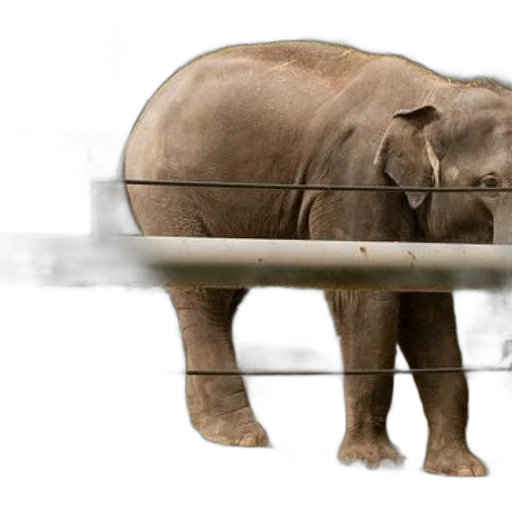 animal, creature, concept art, photorealistic transparent PNG cut-out
