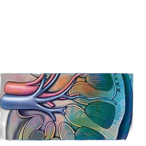 human, body, health, illness transparent PNG cut-out