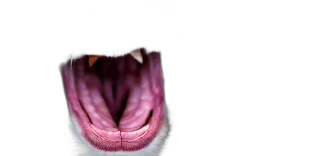 animal, creature, face, mask transparent PNG cut-out