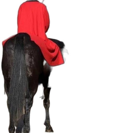 hat, animal, two, mounted transparent PNG cut-out