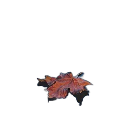 umbrella, dragon, crown, flower transparent PNG cut-out