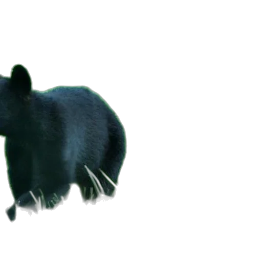 animal, creature, hair, mask transparent PNG cut-out