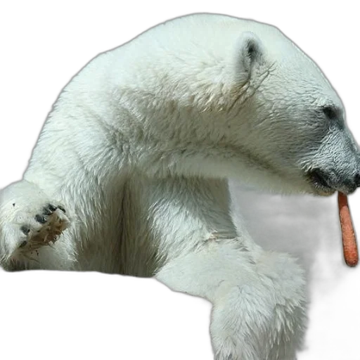 animal, creature, food, staff transparent PNG cut-out