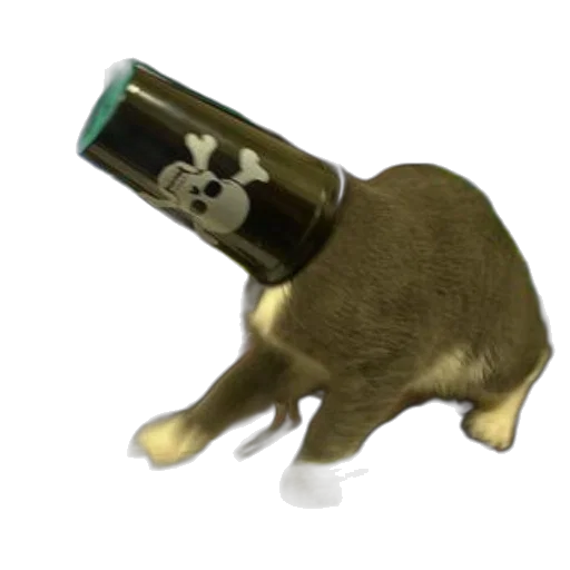 animal, weapon, creature, bottle transparent PNG cut-out