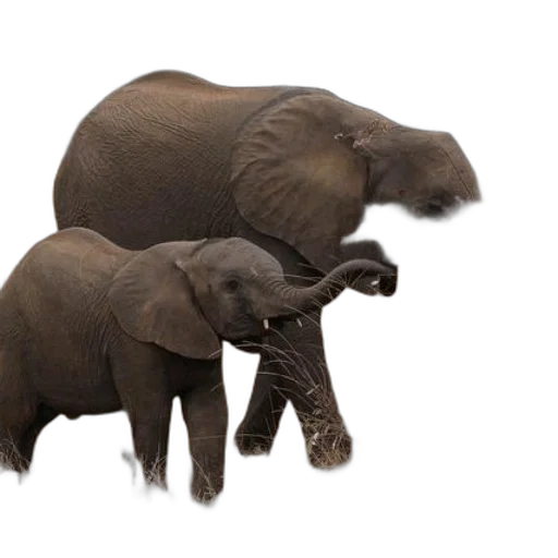 animal, creature, weapon, hat transparent PNG cut-out