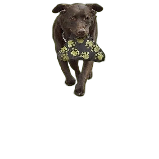 animal, dress, staff, creature transparent PNG cut-out