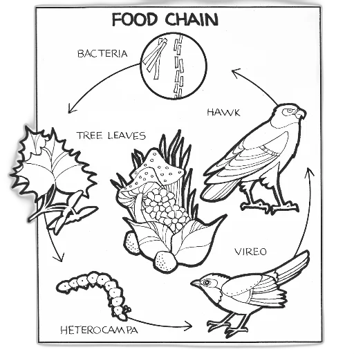 food, jewelry, animal, creature transparent PNG cut-out