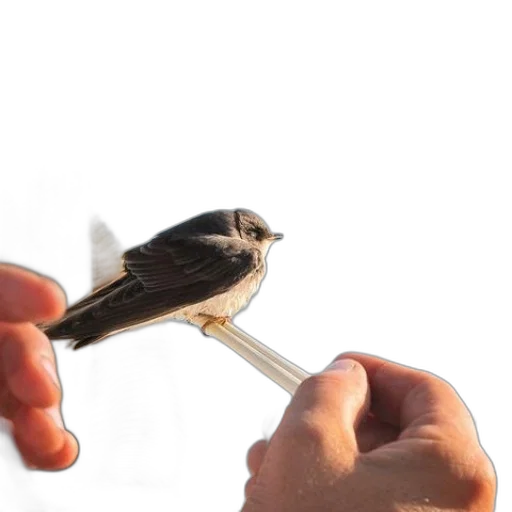 staff, weapon, animal, jewelry transparent PNG cut-out