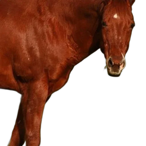 animal, creature, face, staff transparent PNG cut-out