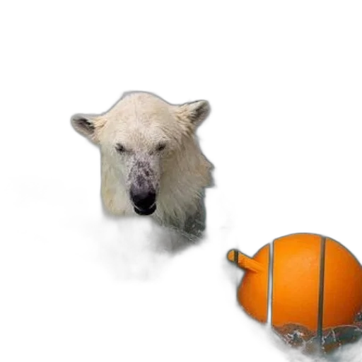 animal, creature, mask, 3d render transparent PNG cut-out