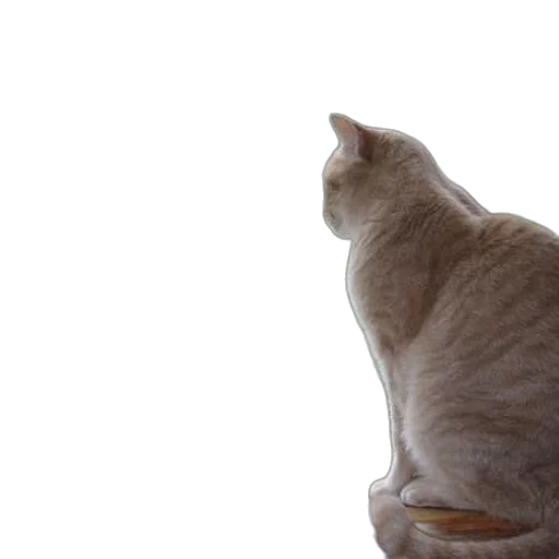 staff, animal, creature, robot transparent PNG cut-out