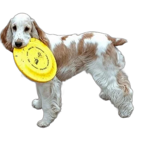 staff, animal, photorealistic, white transparent PNG cut-out