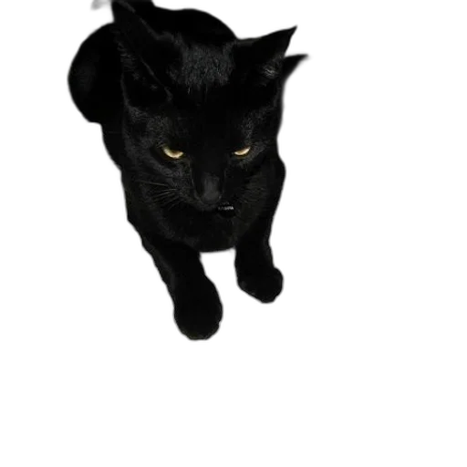 animal, staff, creature, mask transparent PNG cut-out